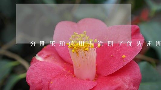 分期乐和信用卡逾期了优先还哪个