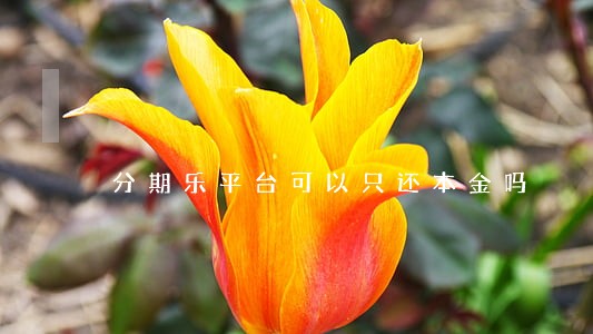 分期乐平台可以只还本金吗 分期乐平台可以只还本金吗