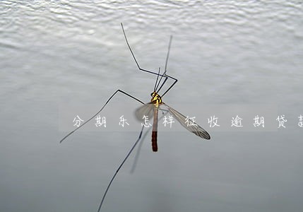 分期乐怎样征收逾期贷款 分期乐怎样征收逾期贷款