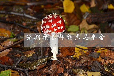 分期乐怎样能只还本金 分期乐怎样能只还本金
