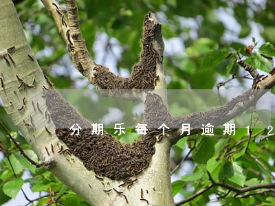 分期乐每个月逾期12天会怎样