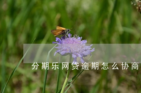 分期乐网贷逾期怎么协商 分期乐网贷逾期怎么协商