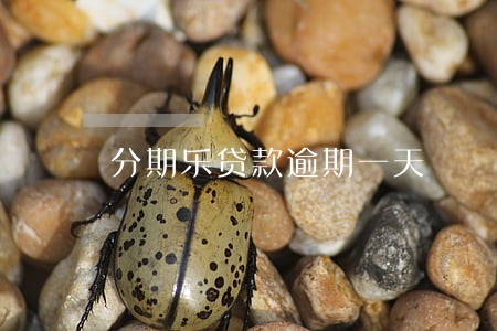 分期乐贷款逾期一天 分期乐贷款逾期一天