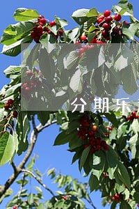 分期乐连续逾期4个月 分期乐连续逾期4个月