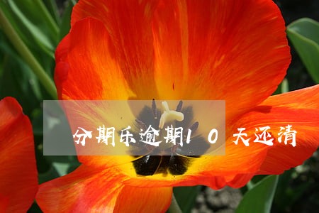 分期乐逾期10天还清 分期乐逾期10天还清