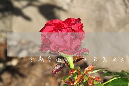 分期乐逾期14天怎么处理 分期乐逾期14天怎么处理