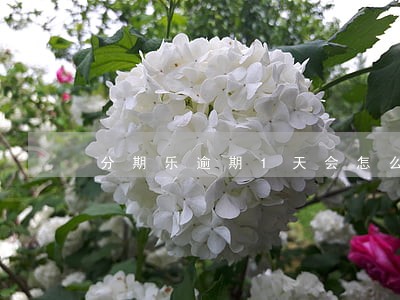 分期乐逾期1天会怎么样