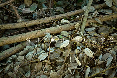 分期乐逾期2000多会上门吗 分期乐逾期2000多会上门吗