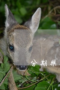 分期乐逾期22天会上征信吗 分期乐逾期22天会上征信吗