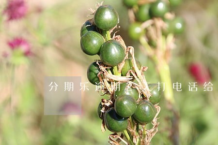 分期乐逾期2天打电话给家人 分期乐逾期2天打电话给家人
