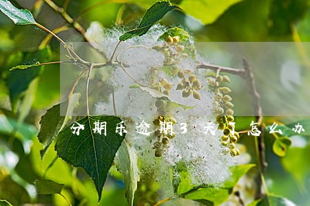 分期乐逾期3天了怎么办 分期乐逾期3天了怎么办