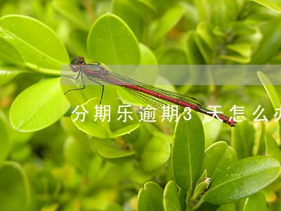 分期乐逾期3天怎么办 分期乐逾期3天怎么办
