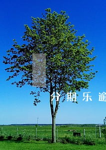 分期乐逾期3天逾期费多少 分期乐逾期3天逾期费多少