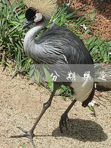 分期乐逾期400块 分期乐逾期400块