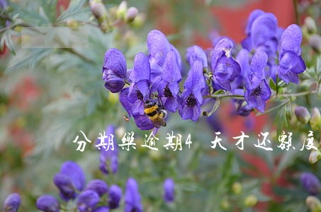 分期乐逾期4天才还额度还能用吗 分期乐逾期4天才还额度还能用吗