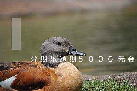 分期乐逾期5000元会坐牢么 分期乐逾期5000元会坐牢么