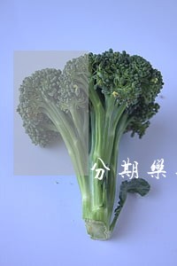 分期乐逾期5个小时上征信吗 分期乐逾期5个小时上征信吗