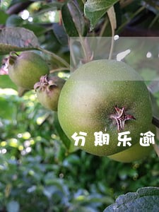 分期乐逾期5天上门 分期乐逾期5天上门