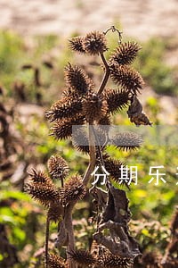分期乐逾期6天要求一次全结清 分期乐逾期6天要求一次全结清