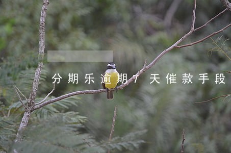 分期乐逾期7天催款手段 分期乐逾期7天催款手段