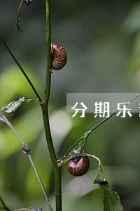 分期乐逾期7天有什么后果 分期乐逾期7天有什么后果