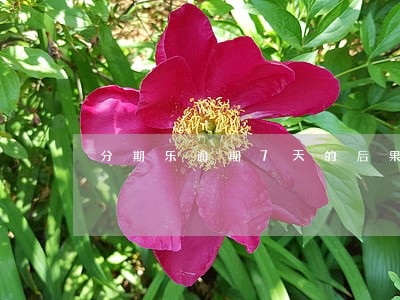 分期乐逾期7天的后果 分期乐逾期7天的后果