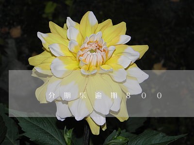 分期乐逾期800 分期乐逾期800
