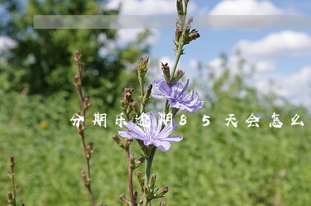 分期乐逾期85天会怎么样 分期乐逾期85天会怎么样