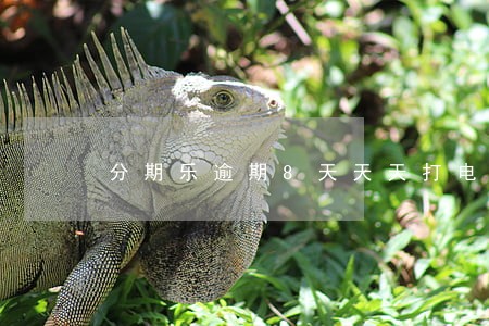 分期乐逾期8天天天打电话 分期乐逾期8天天天打电话
