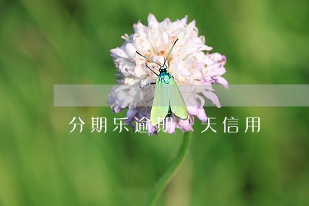 分期乐逾期一天信用