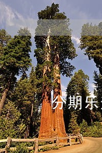 分期乐逾期一天违约金25元 分期乐逾期一天违约金25元