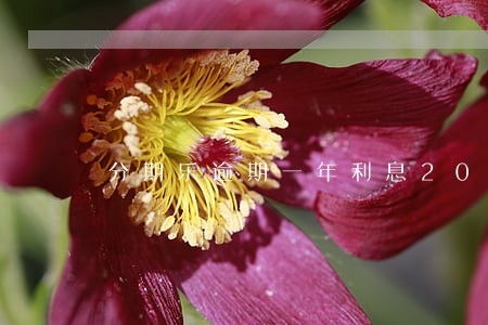 分期乐逾期一年利息2000 分期乐逾期一年利息2000