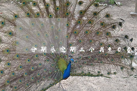 分期乐逾期三个月40000 分期乐逾期三个月40000