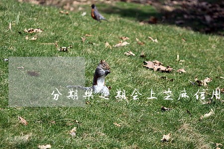 分期乐逾期会上芝麻信用吗 分期乐逾期会上芝麻信用吗