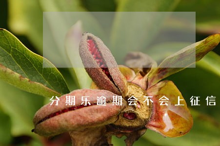 分期乐逾期会不会上征信6 分期乐逾期会不会上征信6