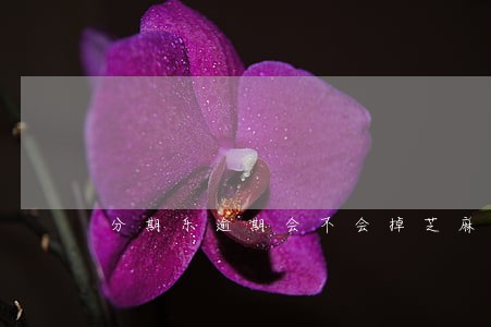 分期乐逾期会不会掉芝麻信用 分期乐逾期会不会掉芝麻信用