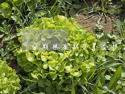 分期乐逾期会不会掉芝麻信用卡 分期乐逾期会不会掉芝麻信用卡