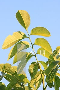 分期乐逾期会影响信用嘛