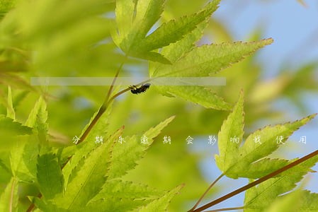 分期乐逾期会影响我使用信用卡吗