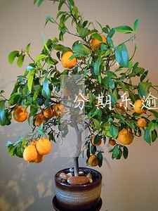 分期乐逾期冻结家人银行卡吗 分期乐逾期冻结家人银行卡吗