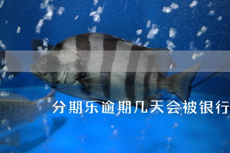 分期乐逾期几天会被银行拉黑