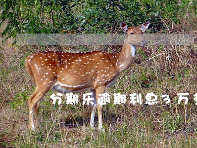 分期乐逾期利息3万多合法吗 分期乐逾期利息3万多合法吗