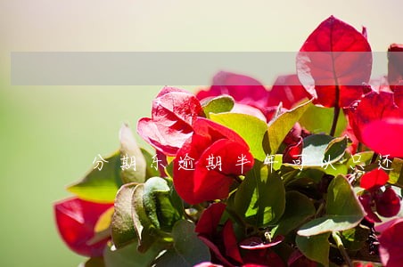 分期乐逾期半年可以只还本金吗 分期乐逾期半年可以只还本金吗