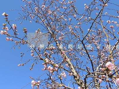 分期乐逾期后还了能办理信用卡吗 分期乐逾期后还了能办理信用卡吗