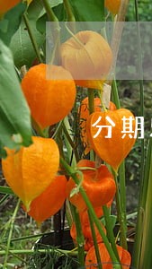分期乐逾期收到广东律师函 分期乐逾期收到广东律师函