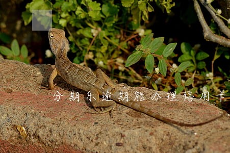 分期乐逾期能办理信用卡吗 分期乐逾期能办理信用卡吗