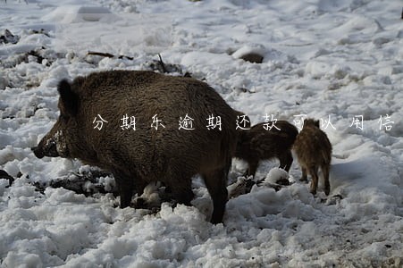分期乐逾期还款可以用信用卡吗 分期乐逾期还款可以用信用卡吗