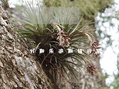 分期乐逾期银行贷款能下吗 分期乐逾期银行贷款能下吗