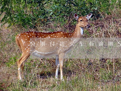 分期付款买车有逾期5天怎么办 分期付款买车有逾期5天怎么办