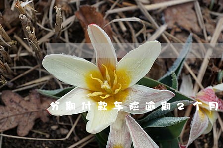 分期付款车险逾期2个月 分期付款车险逾期2个月